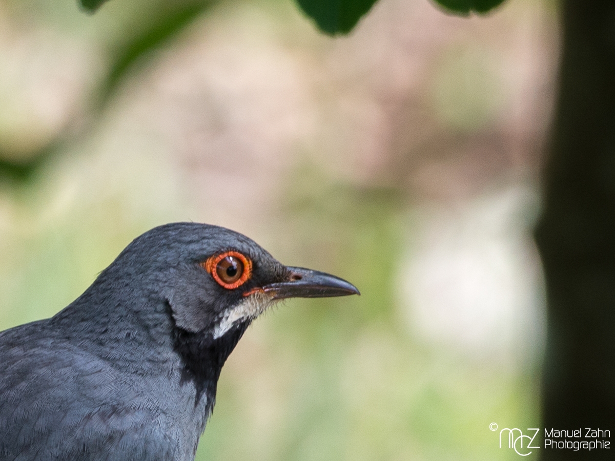 Red-legged_Thrush-03