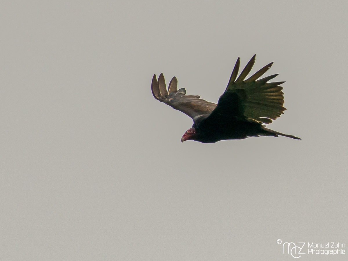 Turkey Vulture