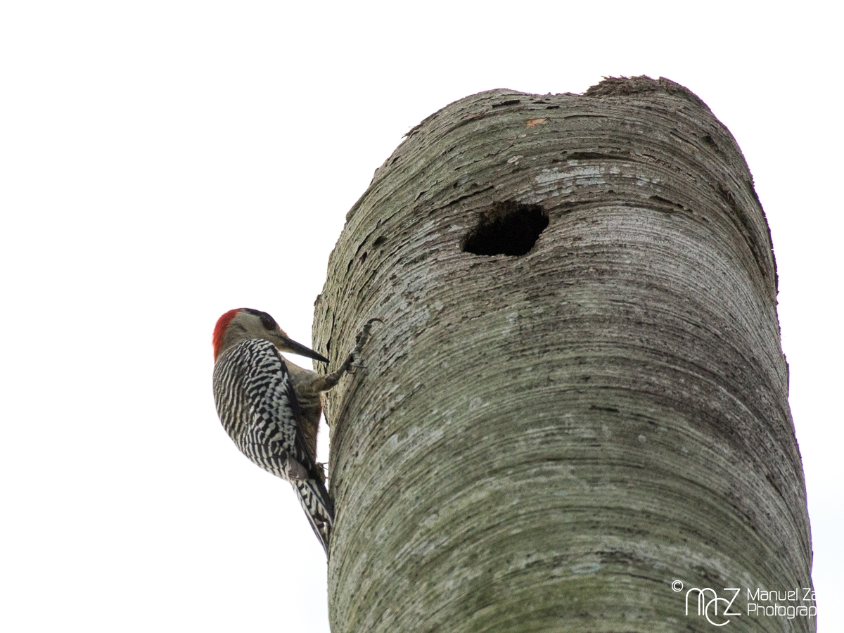 West-Indian_Woodpecker