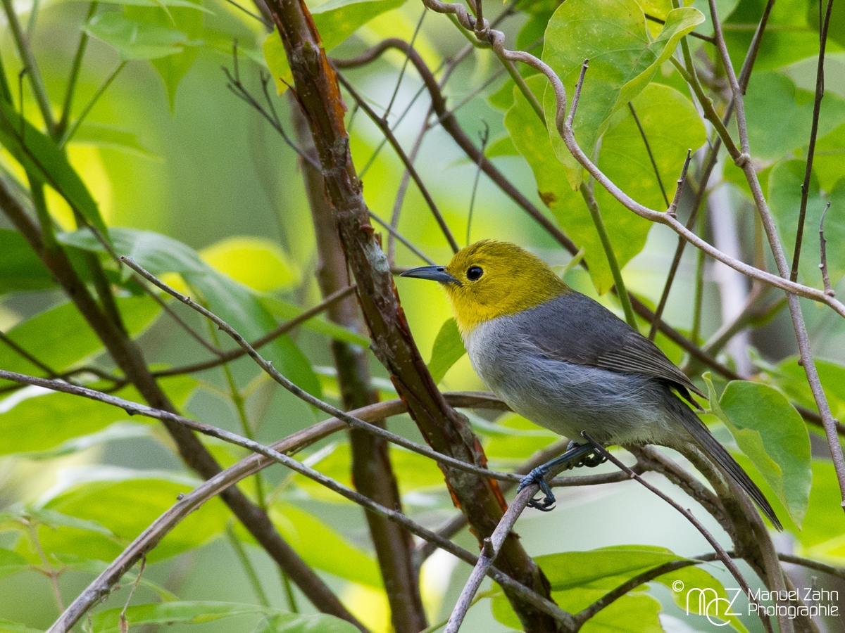 Yellow-Headed_Warbler