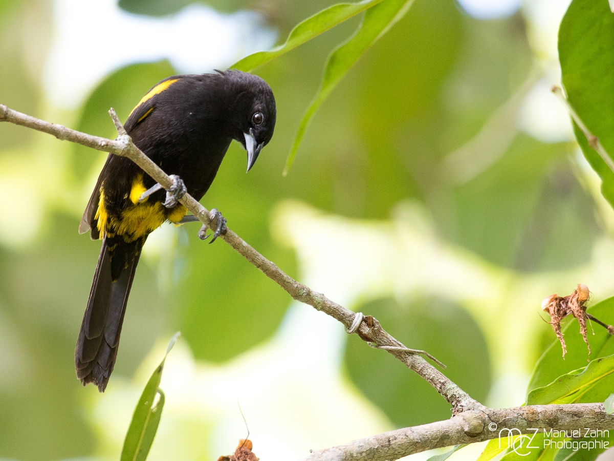 Cuban_Oriole-01