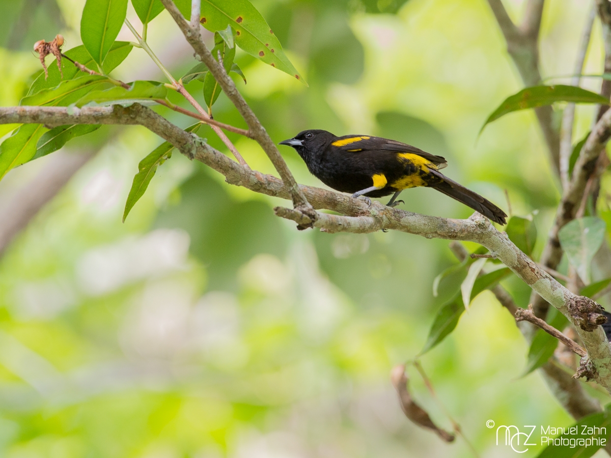 Cuban_Oriole-02