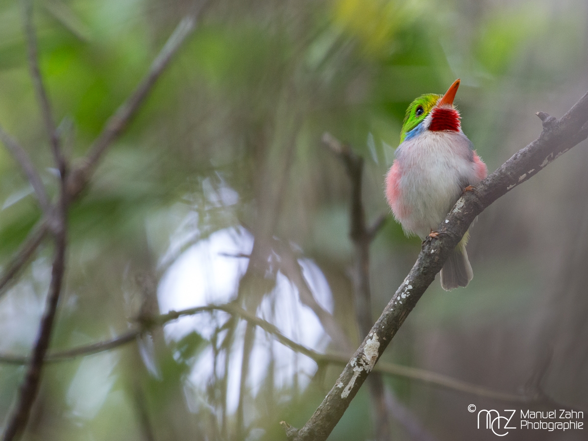 Cuban_Tody-01