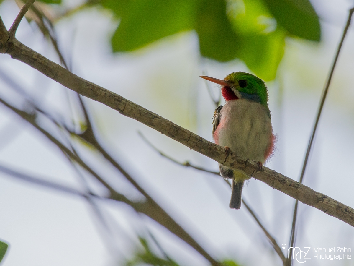 Cuban_Tody-02