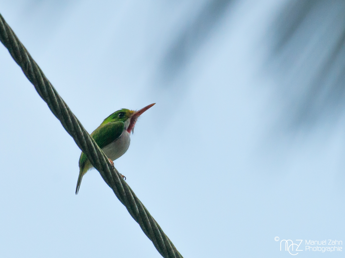 Cuban_Tody-03