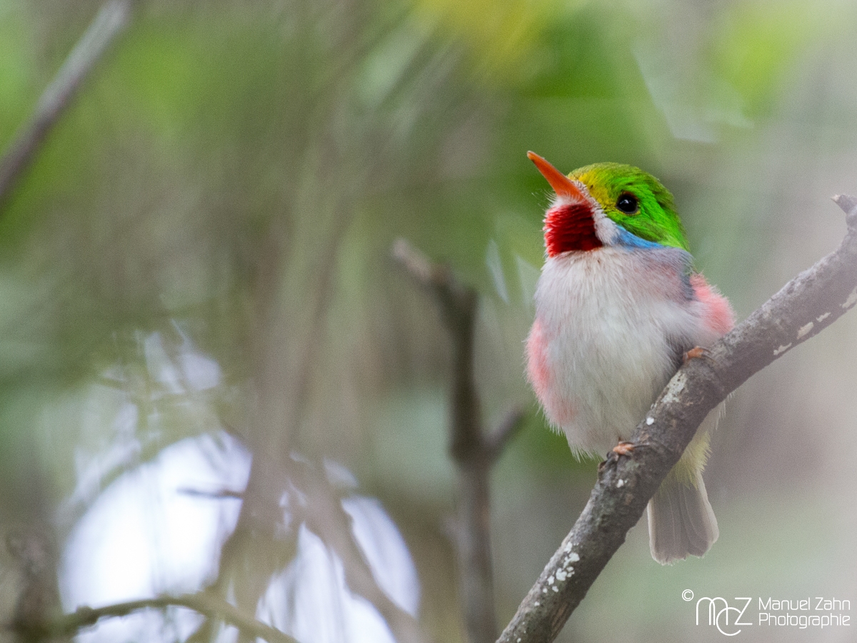 Cuban_Tody-04