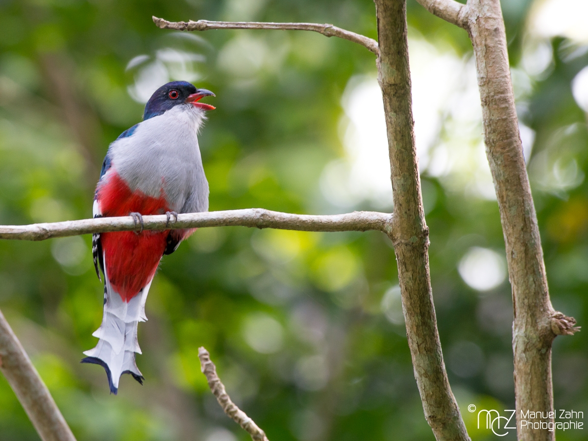 Cuban_Trogon-08
