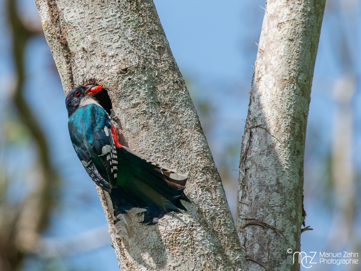 Cuban_Trogon-09