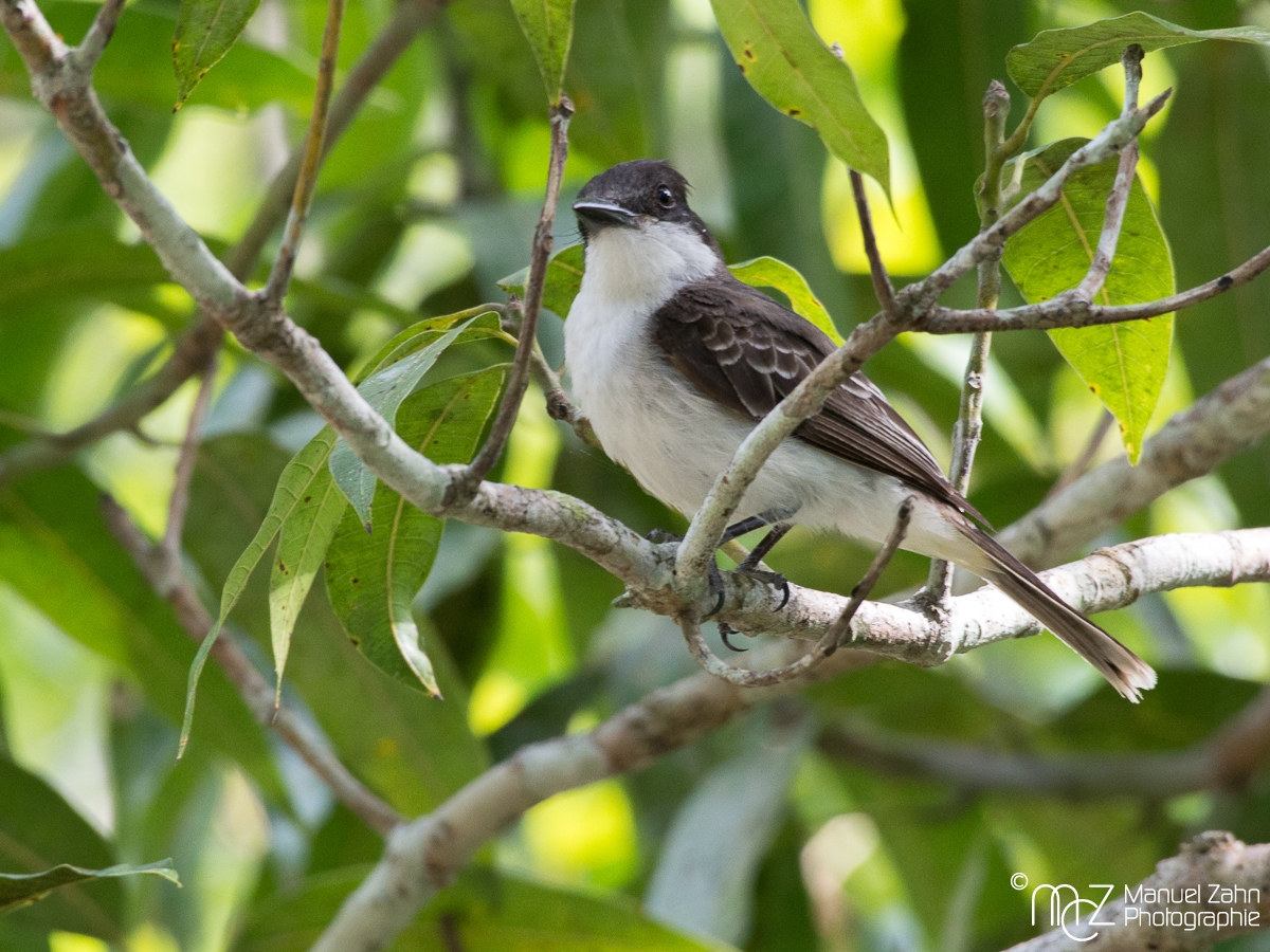 Loggerhead_Kingbird