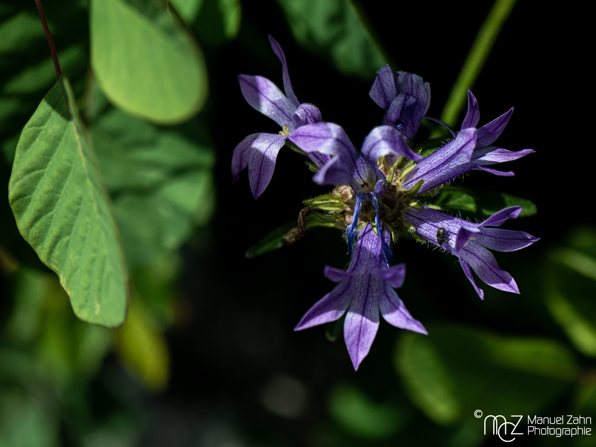 Blüten__-2