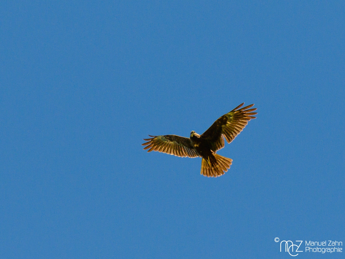 Rohrweihe - Circus aeruginosus - Western Marsh Harrier, female-2