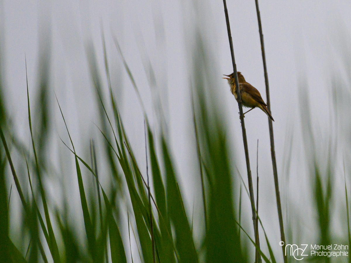 Drosselrohrsänger - Acrocephalus arundinaceus - Great Reed Warbler