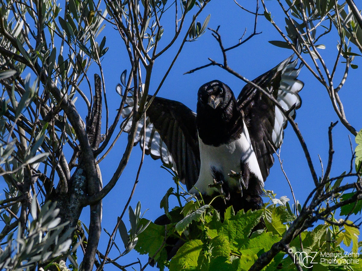 Elster - Pica pica - Eurasian Magpie