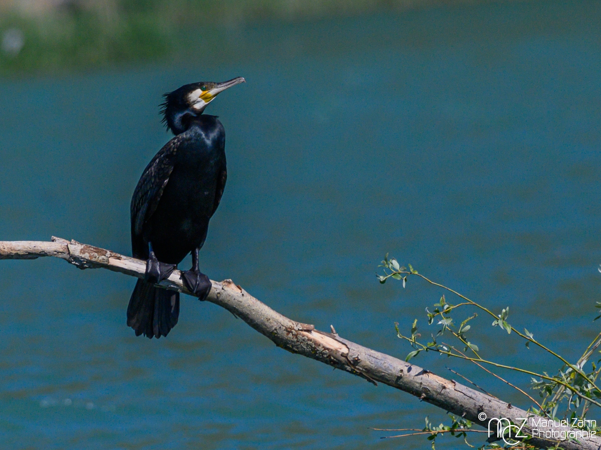 Kormoran - Phalacrocorax carbo - Great Cormorant-2