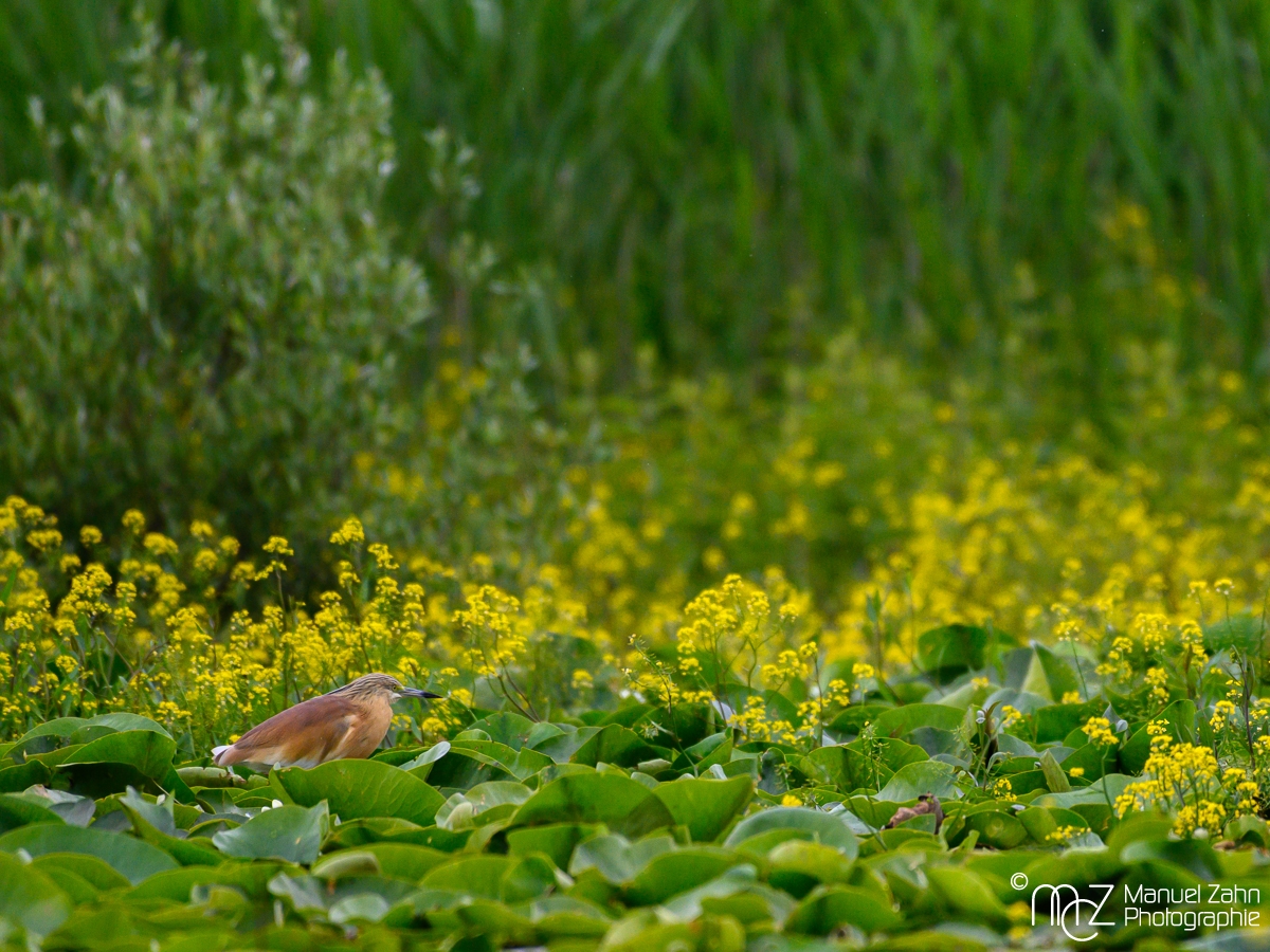 Rallenreiher - Ardeola ralloides - Squacco Heron-3