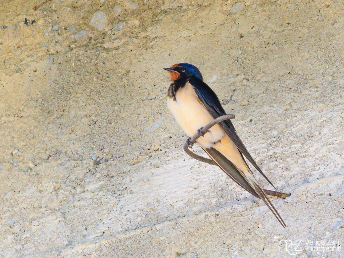 Rauchschwalbe - Hirundo rustica - Barn Swallow-2