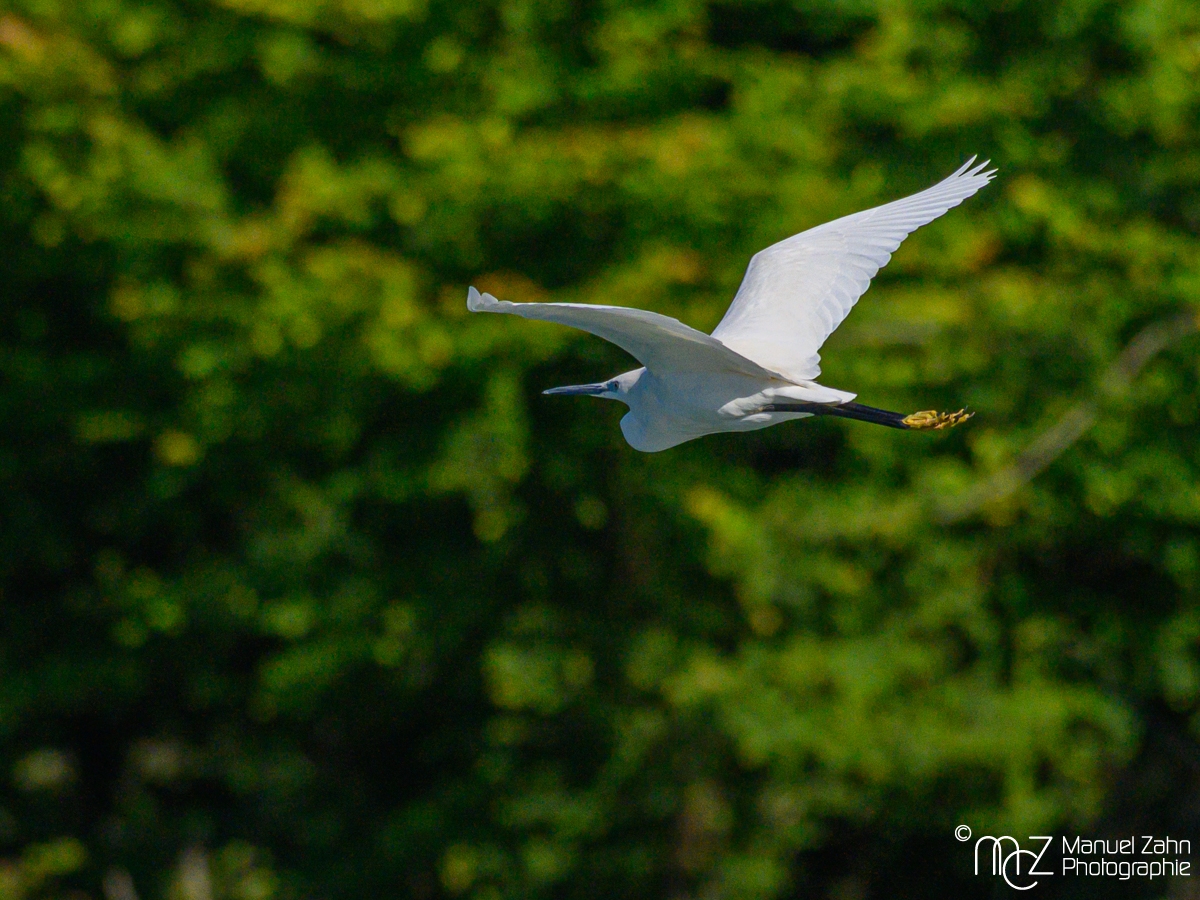 Seidenreiher - Egretta garzetta - Little Egret-2