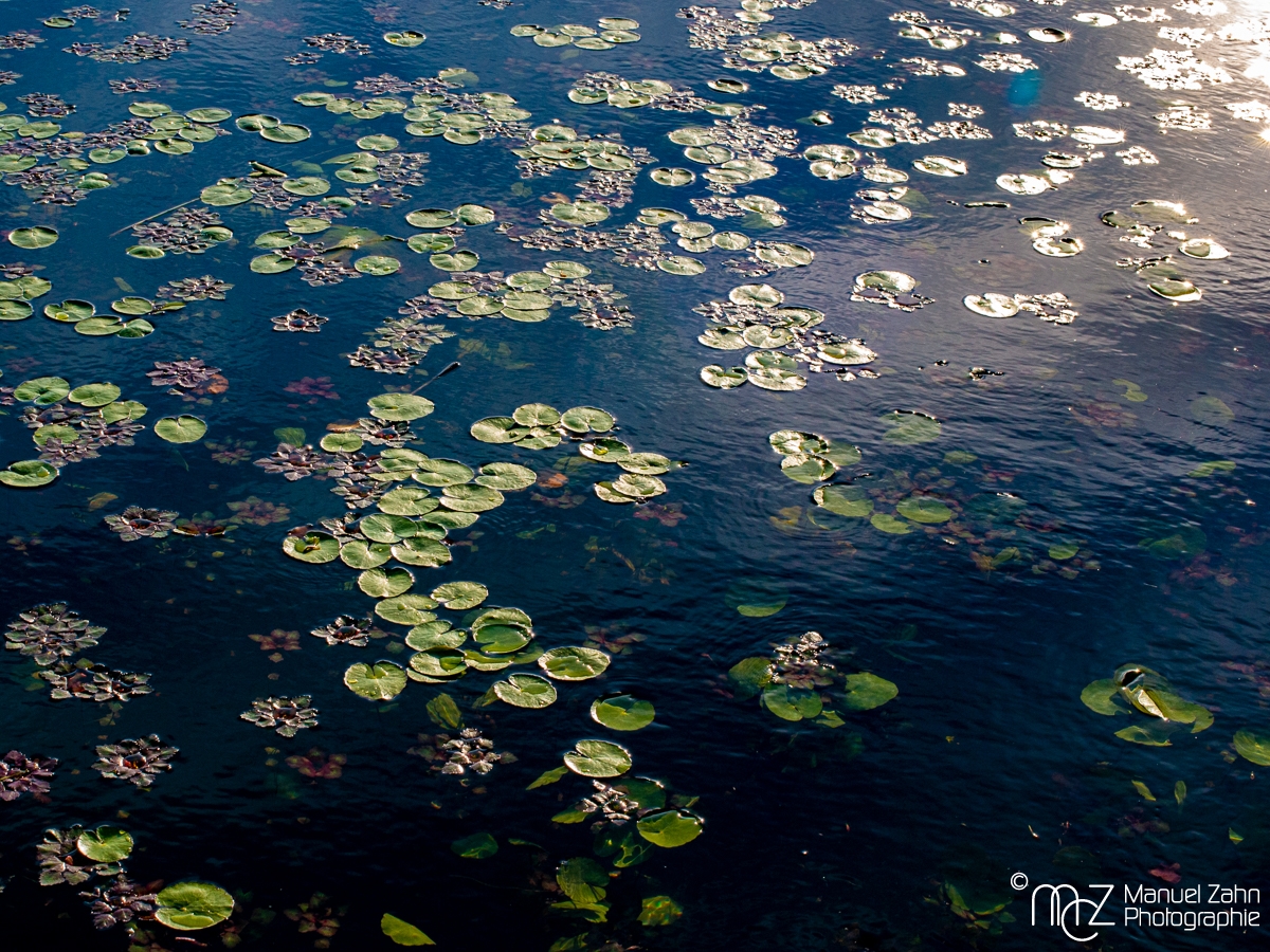 Wassernuss