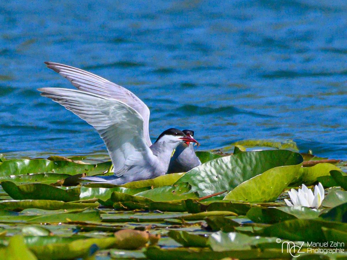 Weißbart-Seeschwalbe - Chlidonias hybrida - Whiskered Tern-4