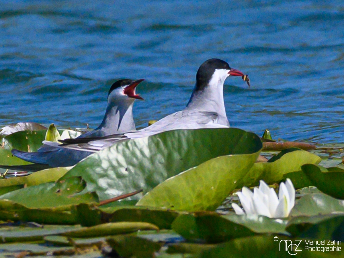 Weißbart-Seeschwalbe - Chlidonias hybrida - Whiskered Tern-5