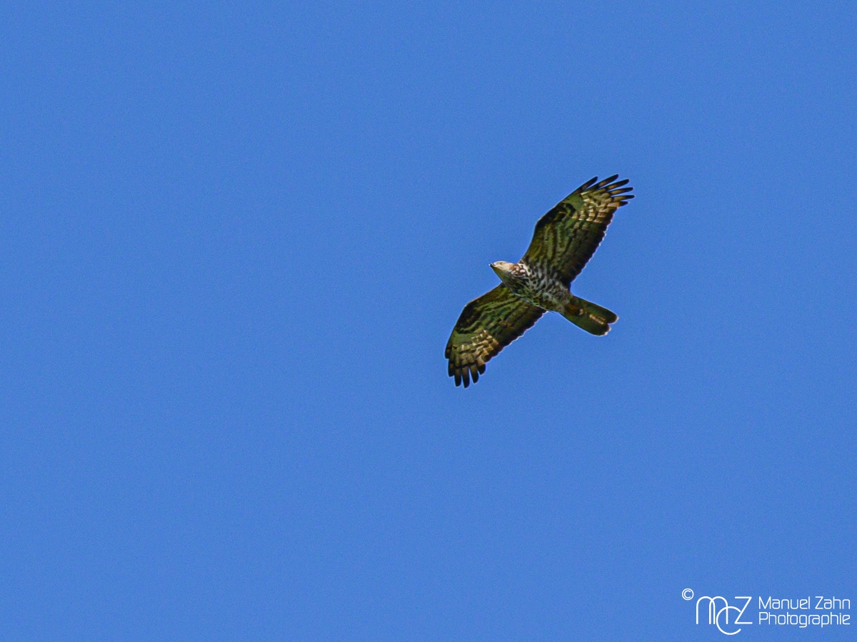 Wespenbussard - Pernis apivorus - European Honey Buzzard