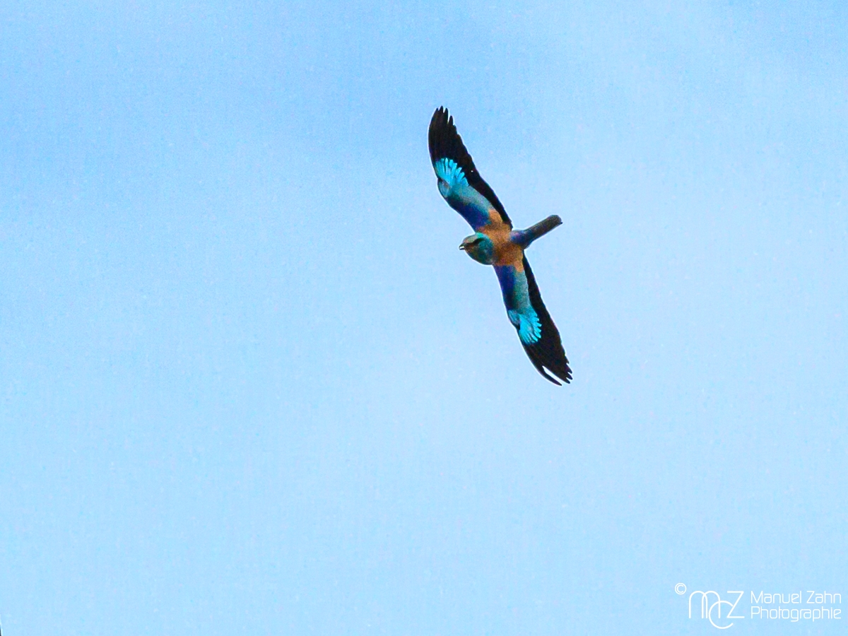 Blauracke - Coracias garrulus - European Roller