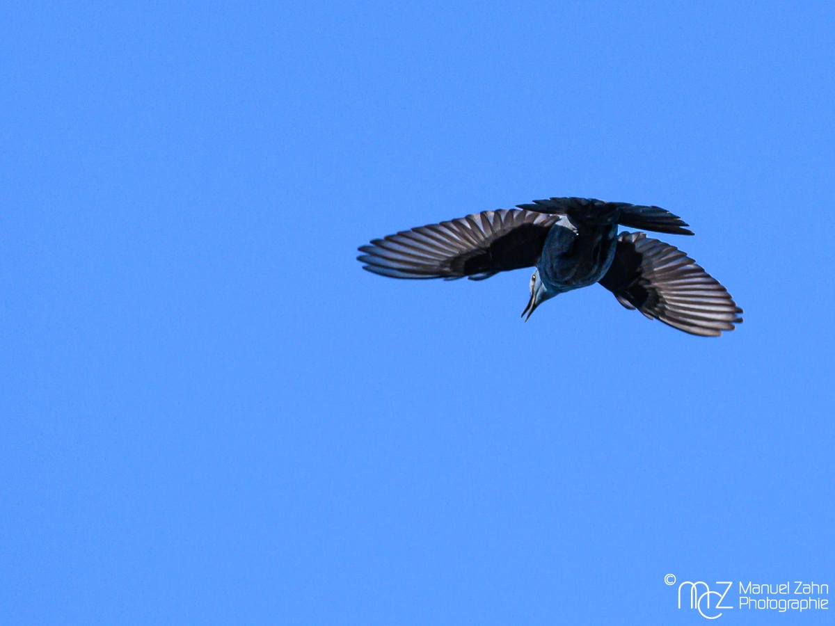 Blaumerle - Monticola solitarius - Blue Rock Thrush, male_