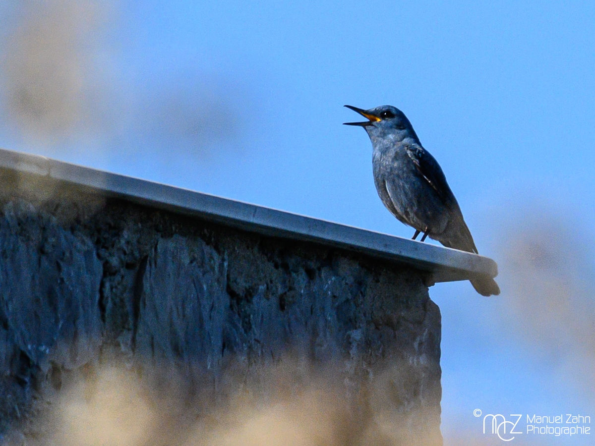 Blaumerle - Monticola solitarius - Blue Rock Thrush, male____