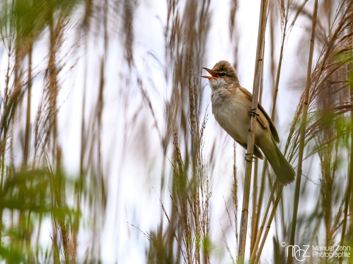 Drosselrohrsänger - Acrocephalus arundinaceus - Great Reed Warbler_