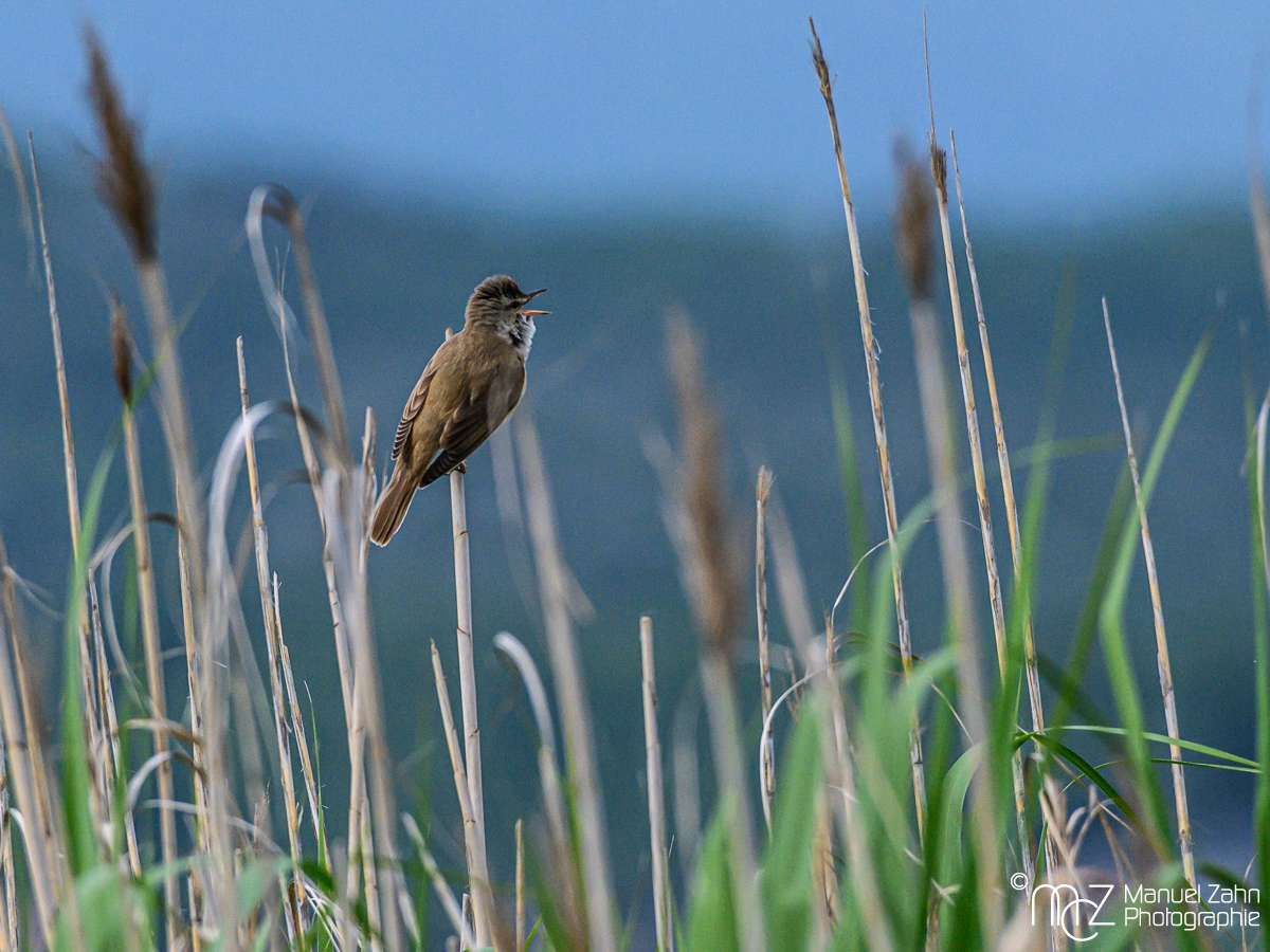 Drosselrohrsänger - Acrocephalus arundinaceus - Great Reed Warbler__