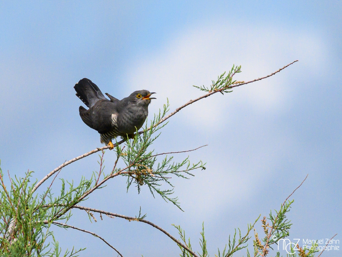 Kuckuck - Cuculus canorus - Common Cuckoo _