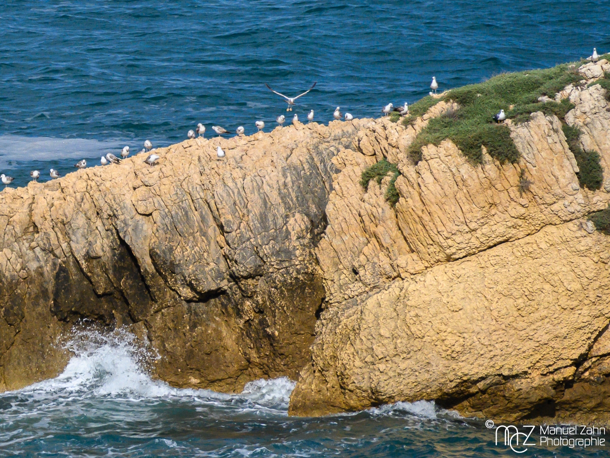 Möwen auf Felsen