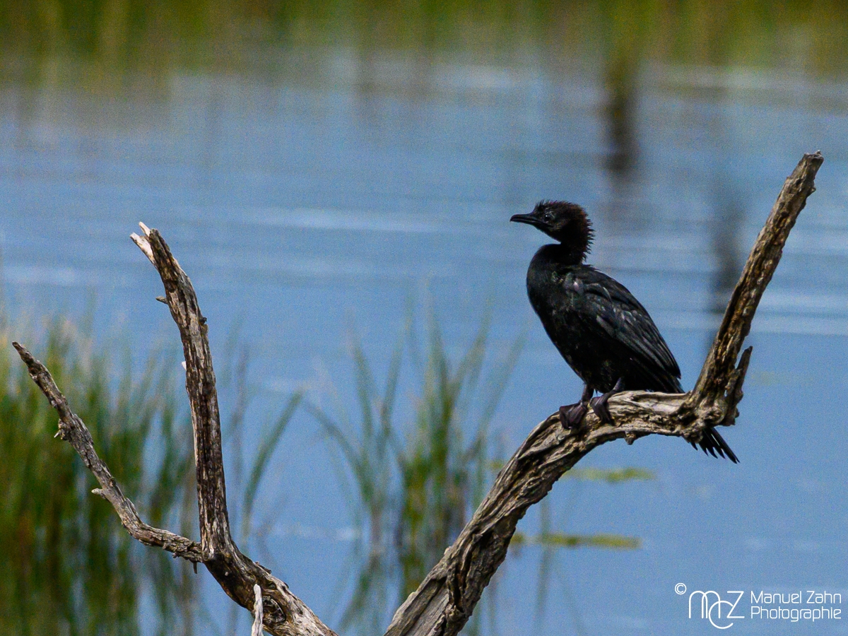 Zwergscharbe - Phalacrocorax pygmeus - Pygmy Cormorant_