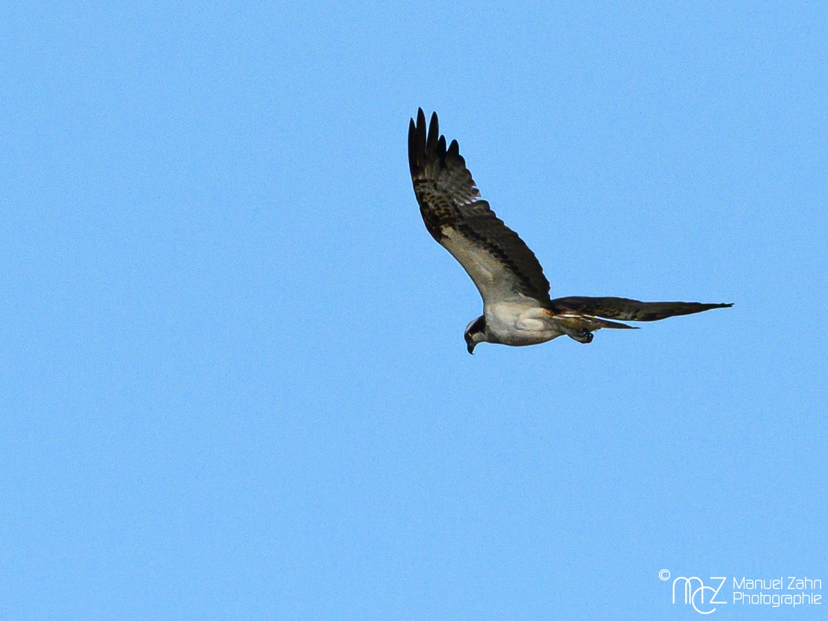 Fischadler - Pandion haliaetus - Osprey_