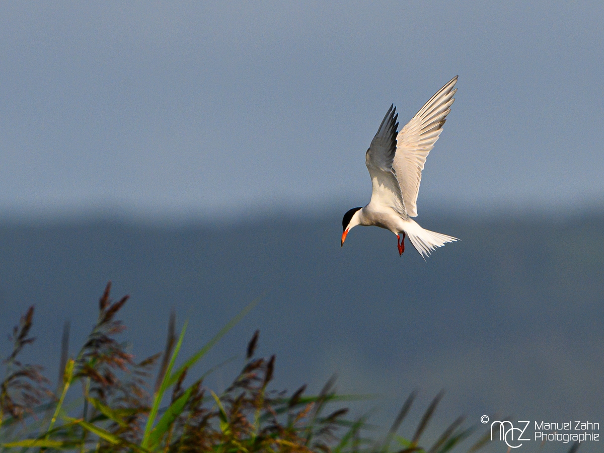 Flussseeschwalbe - Sterna hirundo - Common Tern_