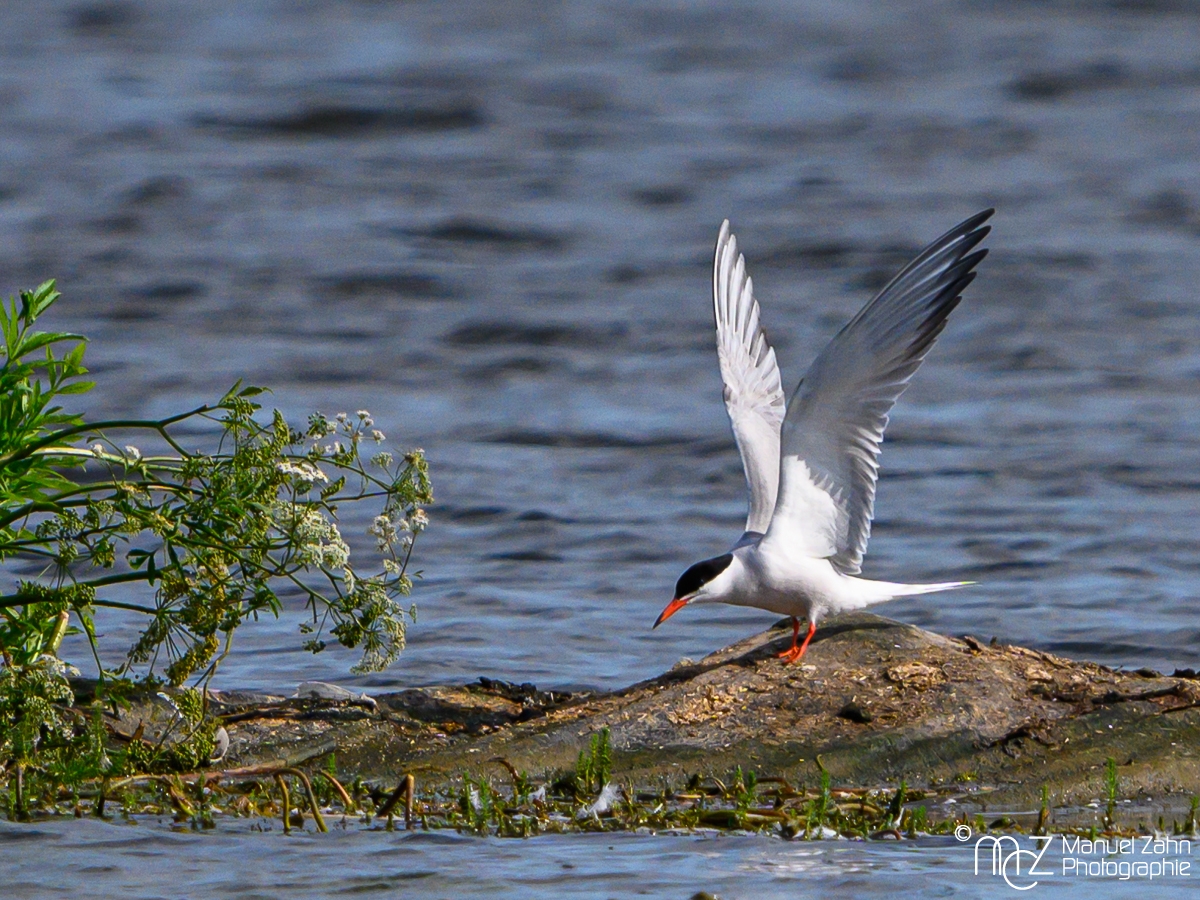 Flussseeschwalbe - Sterna hirundo - Common Tern__