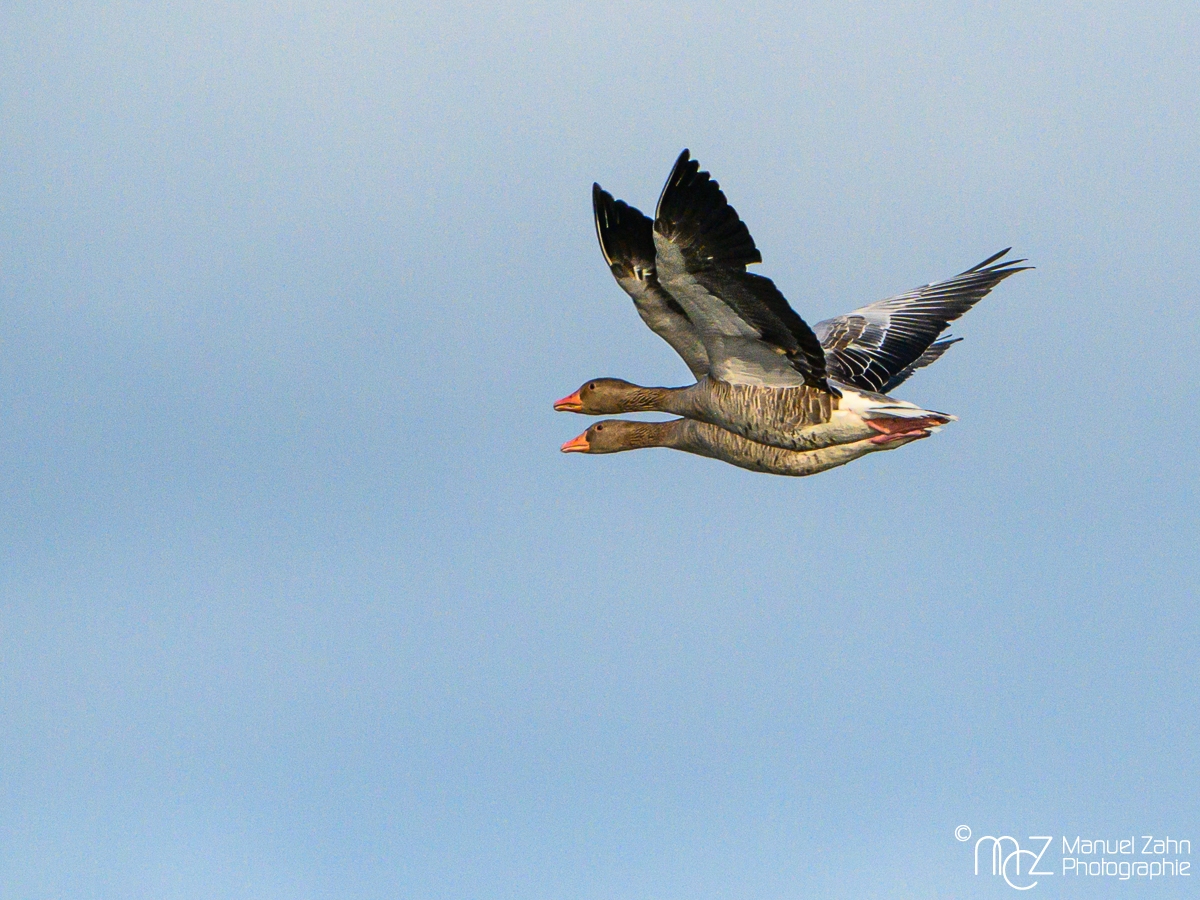 Graugans - Anser anser - Greylag Goose_
