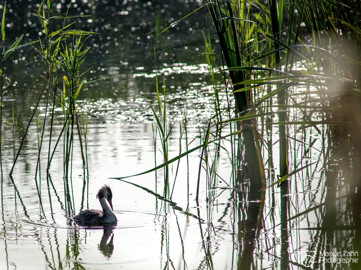 Haubentaucher - Podiceps cristatus - Great Crested Grebe