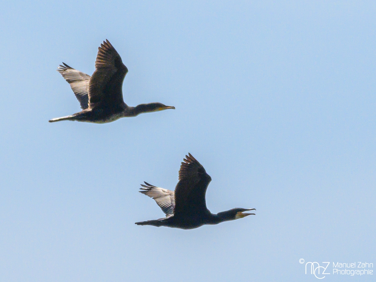 Kormoran - Phalacrocorax carbo - Great Cormorant