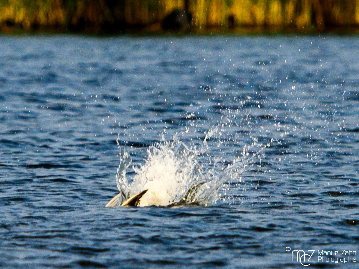 Raubseeschwalbe - Hydroprogne caspia - Caspian Tern 3