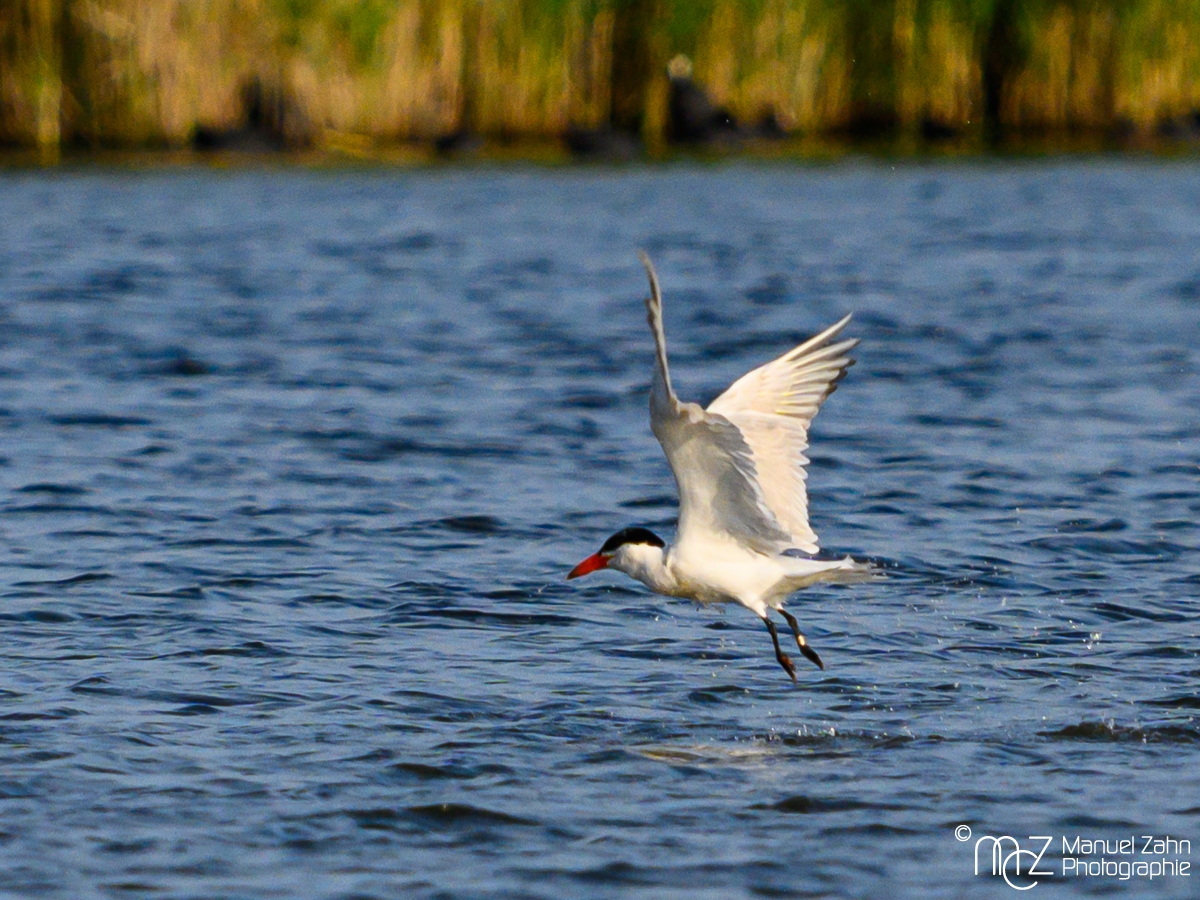 Raubseeschwalbe - Hydroprogne caspia - Caspian Tern 4