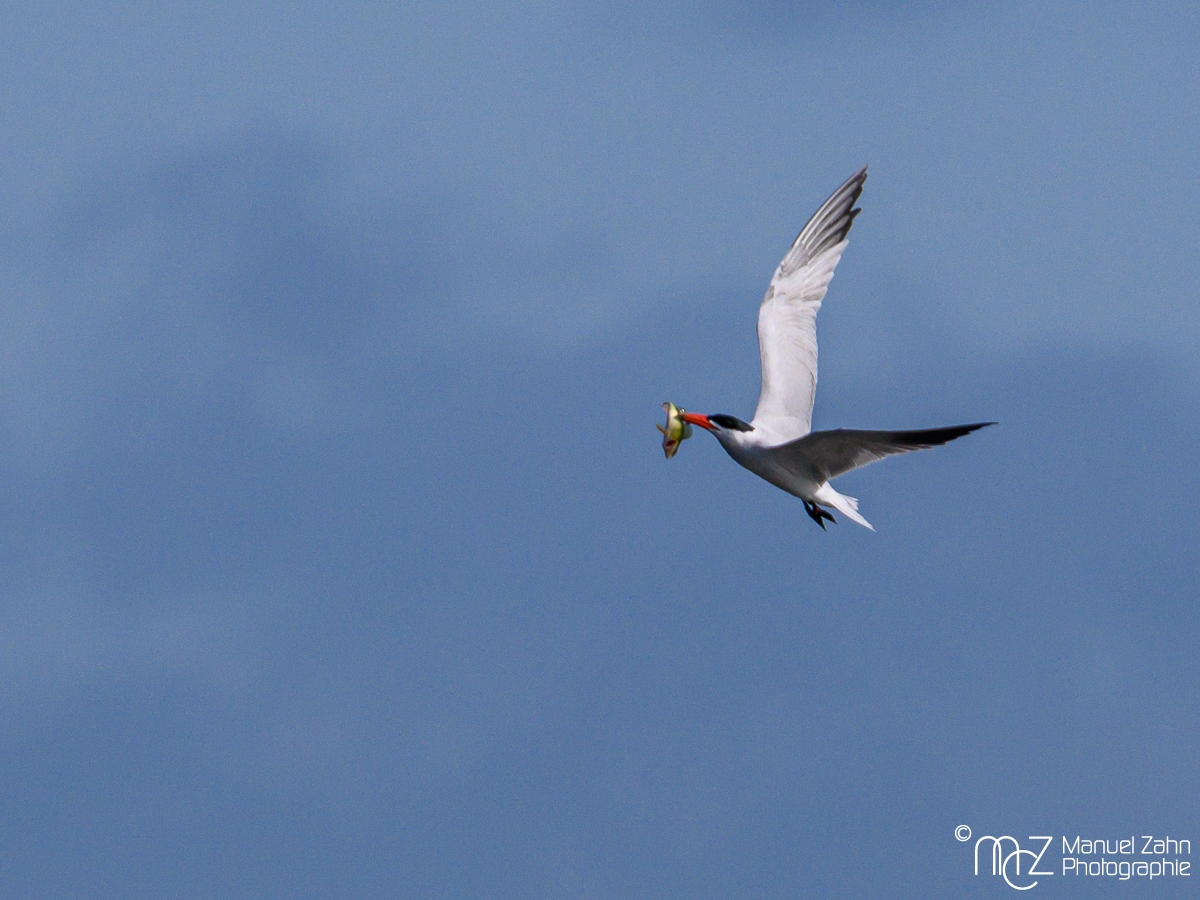 Raubseeschwalbe - Hydroprogne caspia - Caspian Tern___