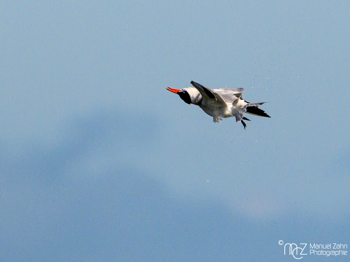 Raubseeschwalbe - Hydroprogne caspia - Caspian Tern____
