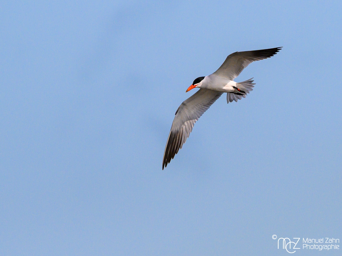 Raubseeschwalbe - Hydroprogne caspia - Caspian Tern_____