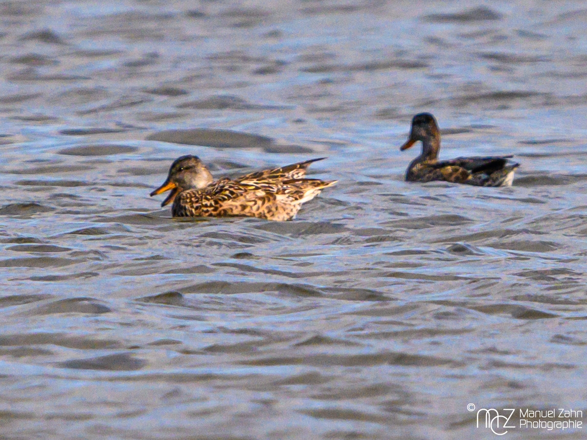 Schnatterente - Anas strepera - Gadwall